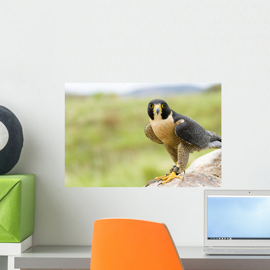 Peregrine Falcon