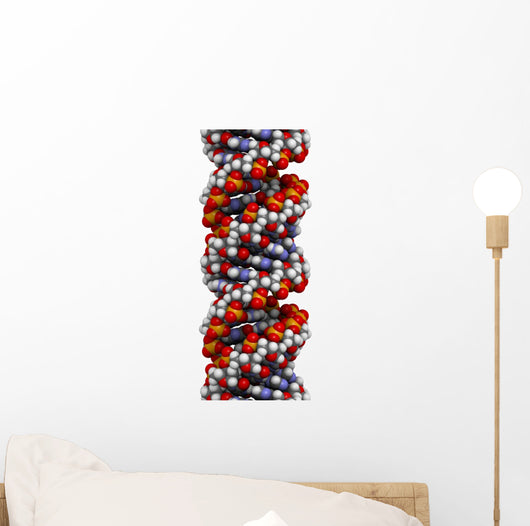 Dna A-dna Conformation