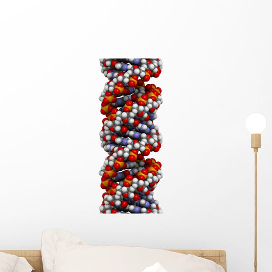 Dna A-dna Conformation