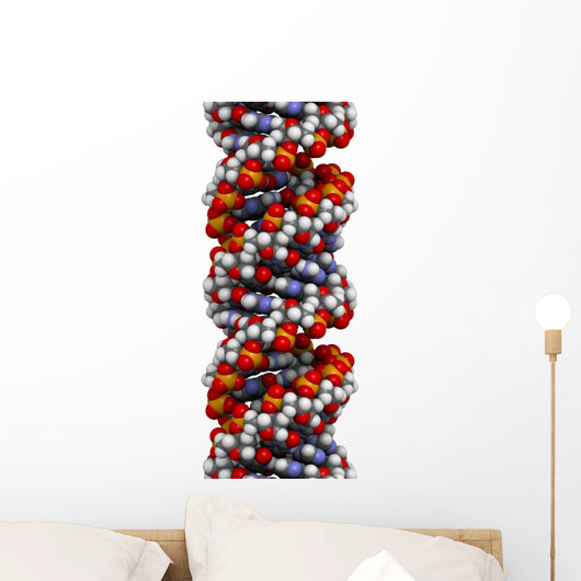 Dna A-dna Conformation