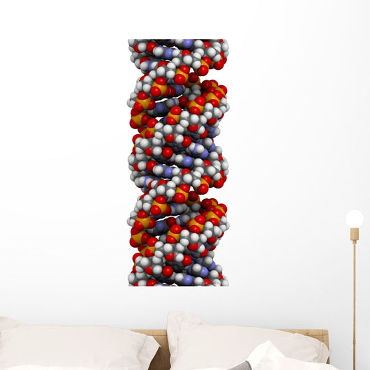 Dna A-dna Conformation