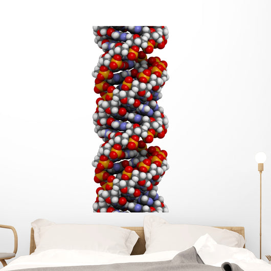 Dna A-dna Conformation