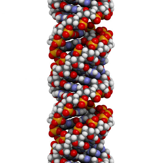 Dna A-dna Conformation