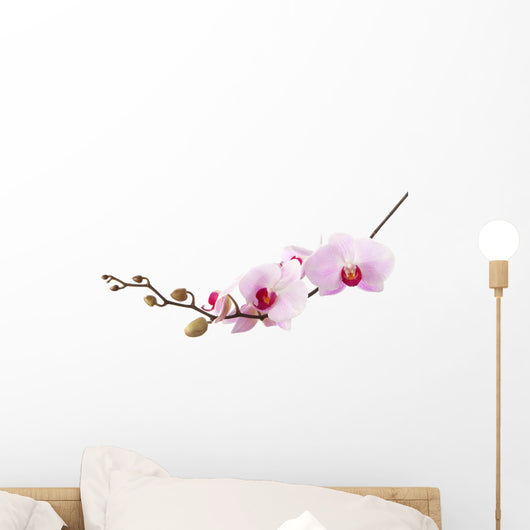Light Pink Orchid White