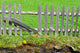 Wooden Palisade Fencing