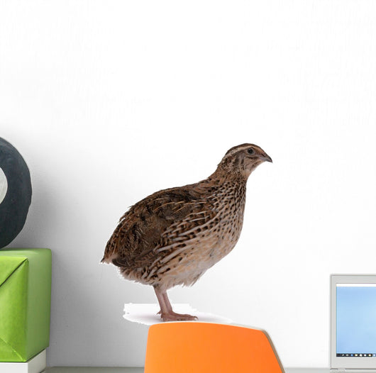 Japanese Quail Wall Decal
