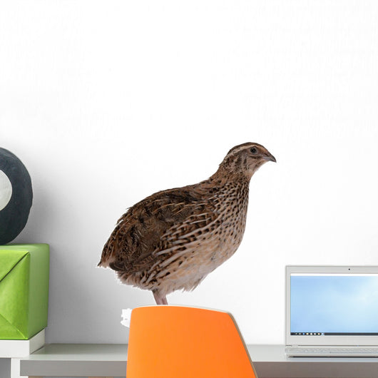 Japanese quail Wall Decal