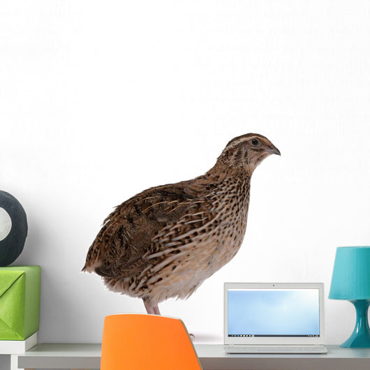 Japanese quail Wall Decal