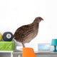 Japanese quail Wall Decal