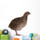 Japanese quail Wall Decal