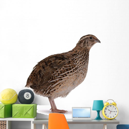 Japanese quail Wall Decal