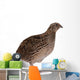 Japanese quail Wall Decal