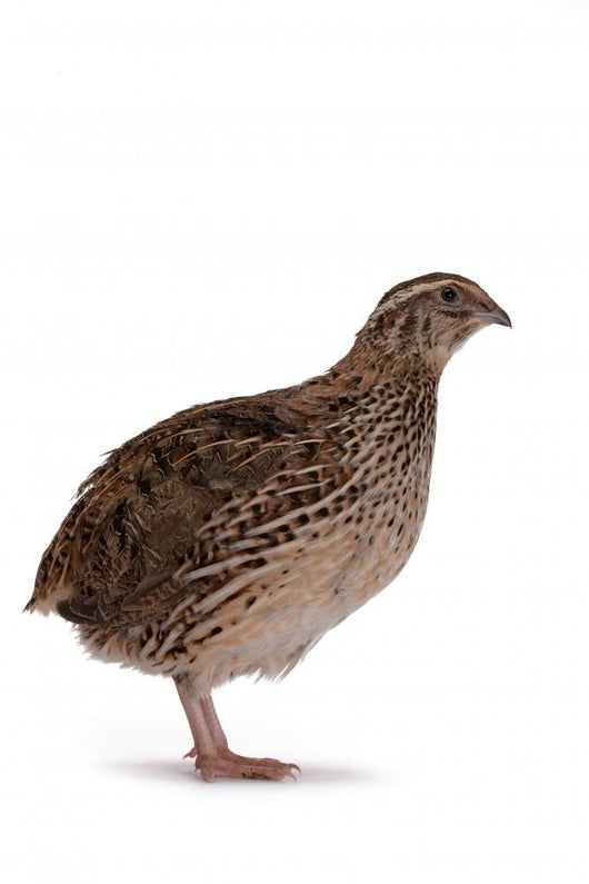 Japanese quail Wall Decal