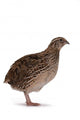 Japanese quail Wall Decal
