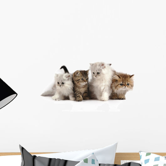 Four Little Persian Kittens Wall Decal