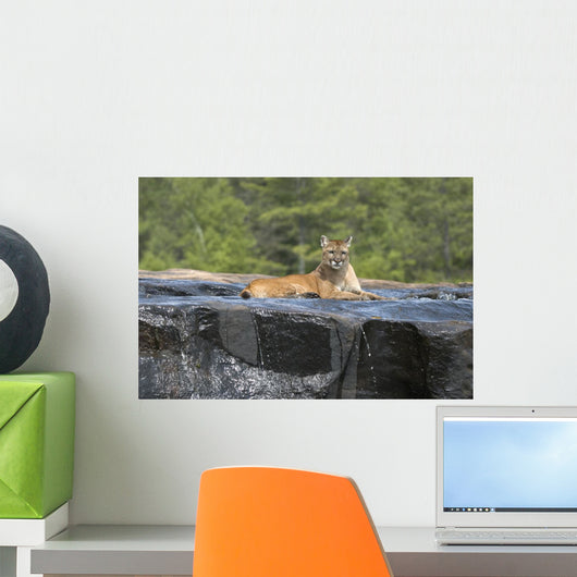 Cougar lying in river Wall Mural