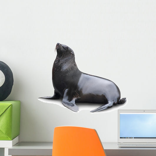 Brown Fur Seal