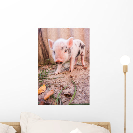 Cute Muddy Piglet Running