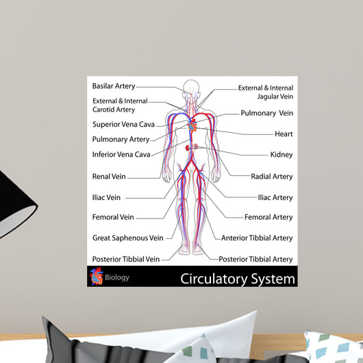 Circulatory System