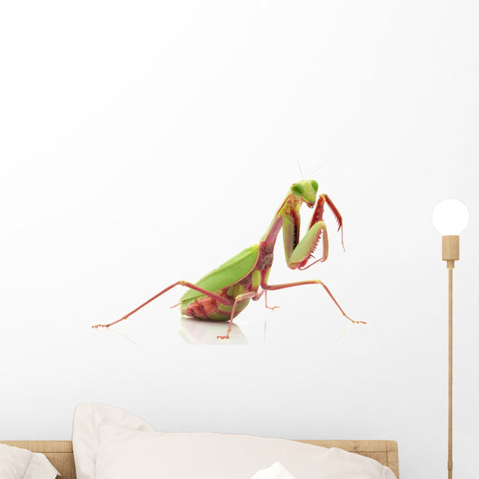 Giant Rainforest Mantis