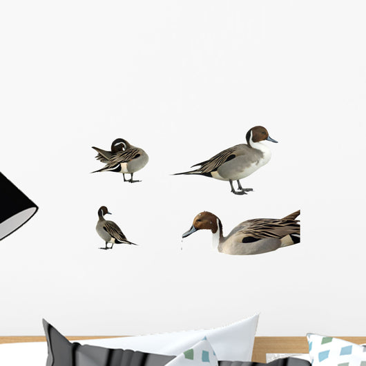 Pintail Ducks White