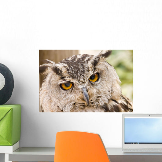 Owl Close-up Wall Mural