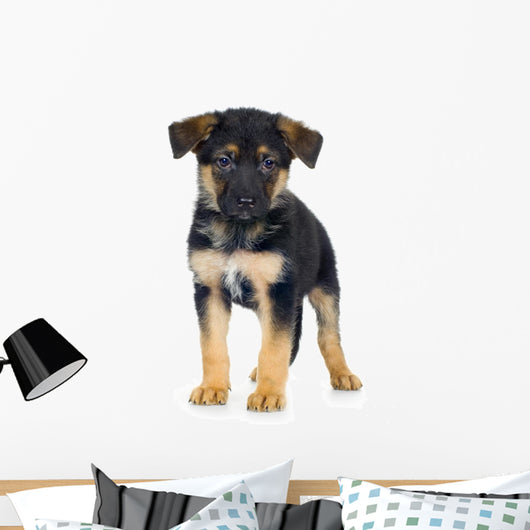 German Shepherd 7 Weeks Alsatian Police Dog Wall Decal