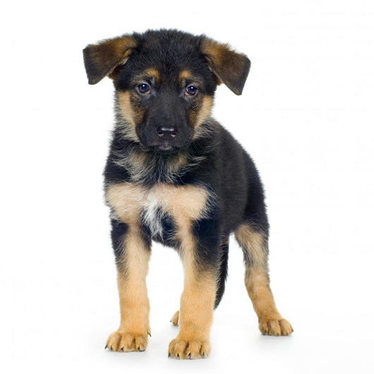 German Shepherd 7 Weeks Alsatian Police Dog Wall Decal