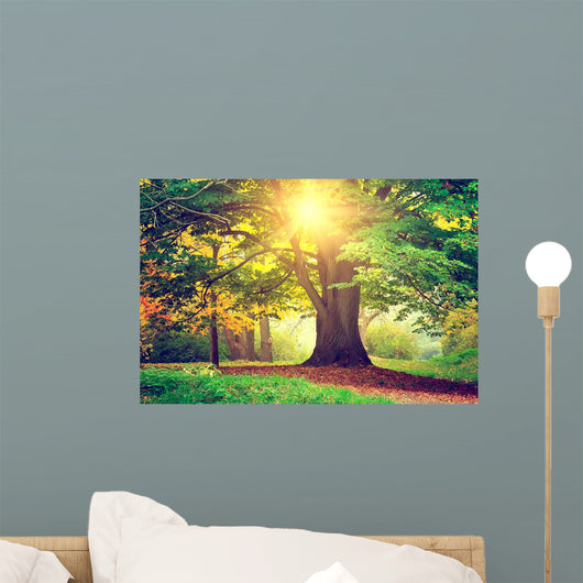 Beautiful Park Tree