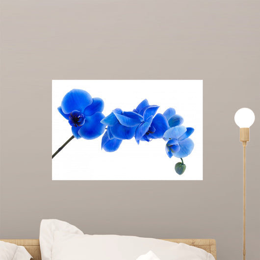 Orqudea