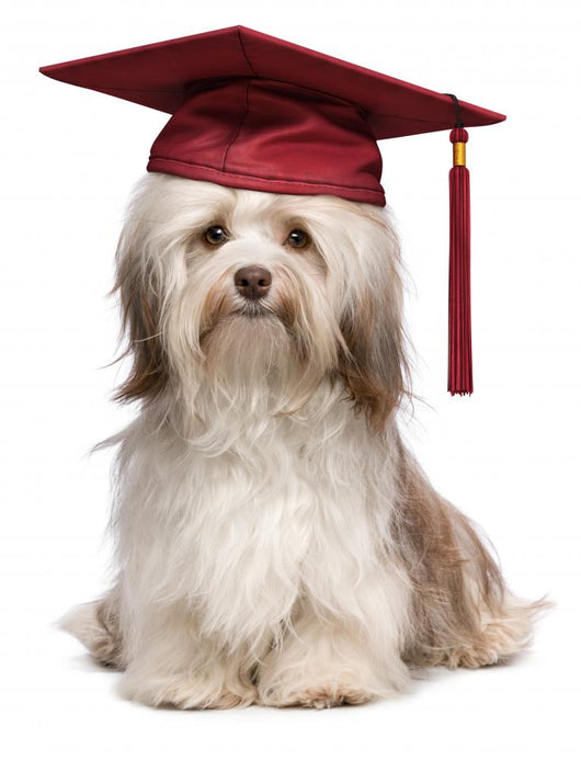 Cute eminent graduation havanese dog wit red cap Wall Decal