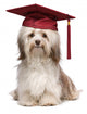 Cute eminent graduation havanese dog wit red cap Wall Decal