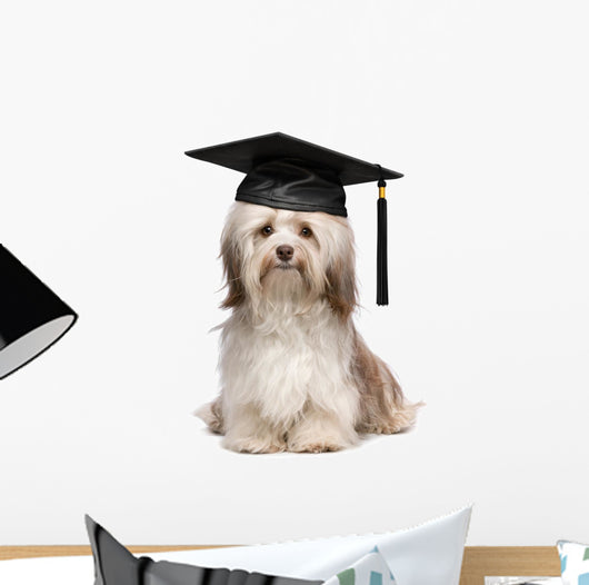Cute eminent graduation havanese dog wit black cap Wall Decal