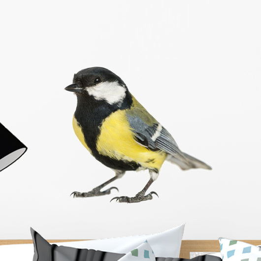 Male Great Tit Parus