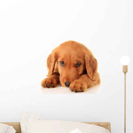 Golden Irish Puppy