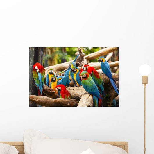 Parrot