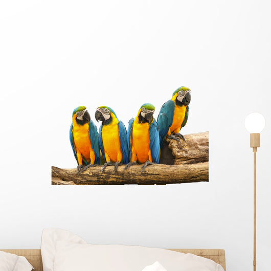 Parrot