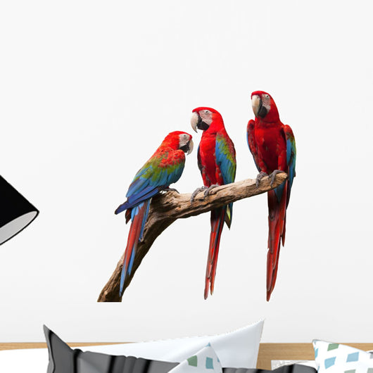 Parrot