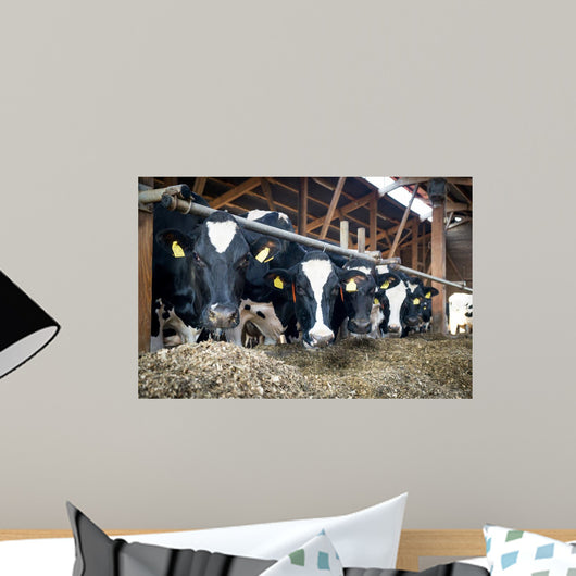 Cowshed Feeding