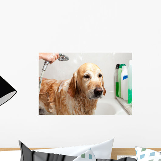 Bathroom to Dog