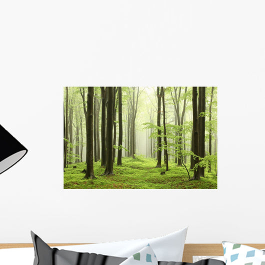 Spring Beech Forest Mountains