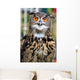 Owl Wall Mural