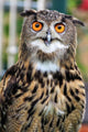 Owl Wall Mural