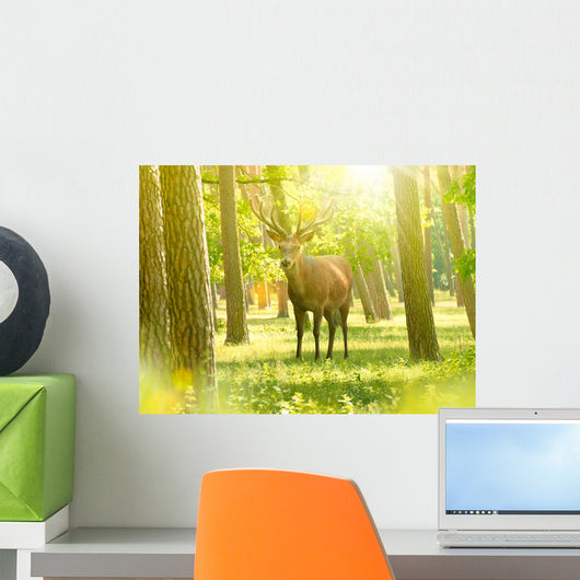 Deer Woods