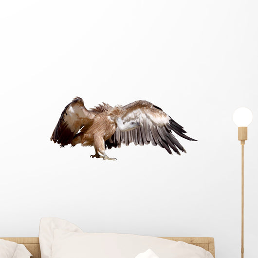 Vulture Griffon