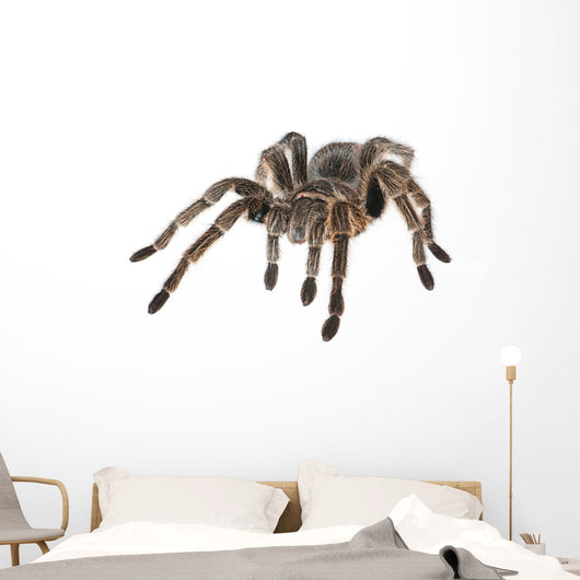Tarantula Wall Decal