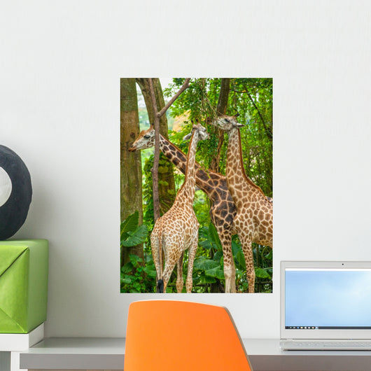 Three Giraffe Eating Foliage