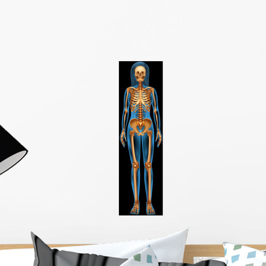 Human Skeletal System