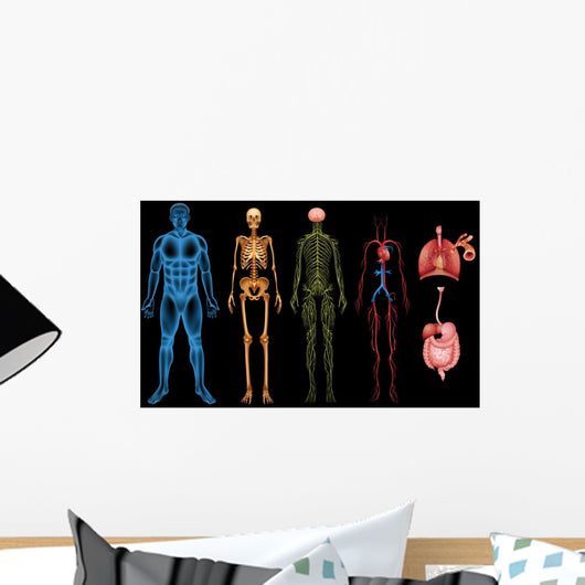 Human Body Systems