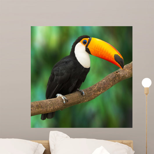 Toucan